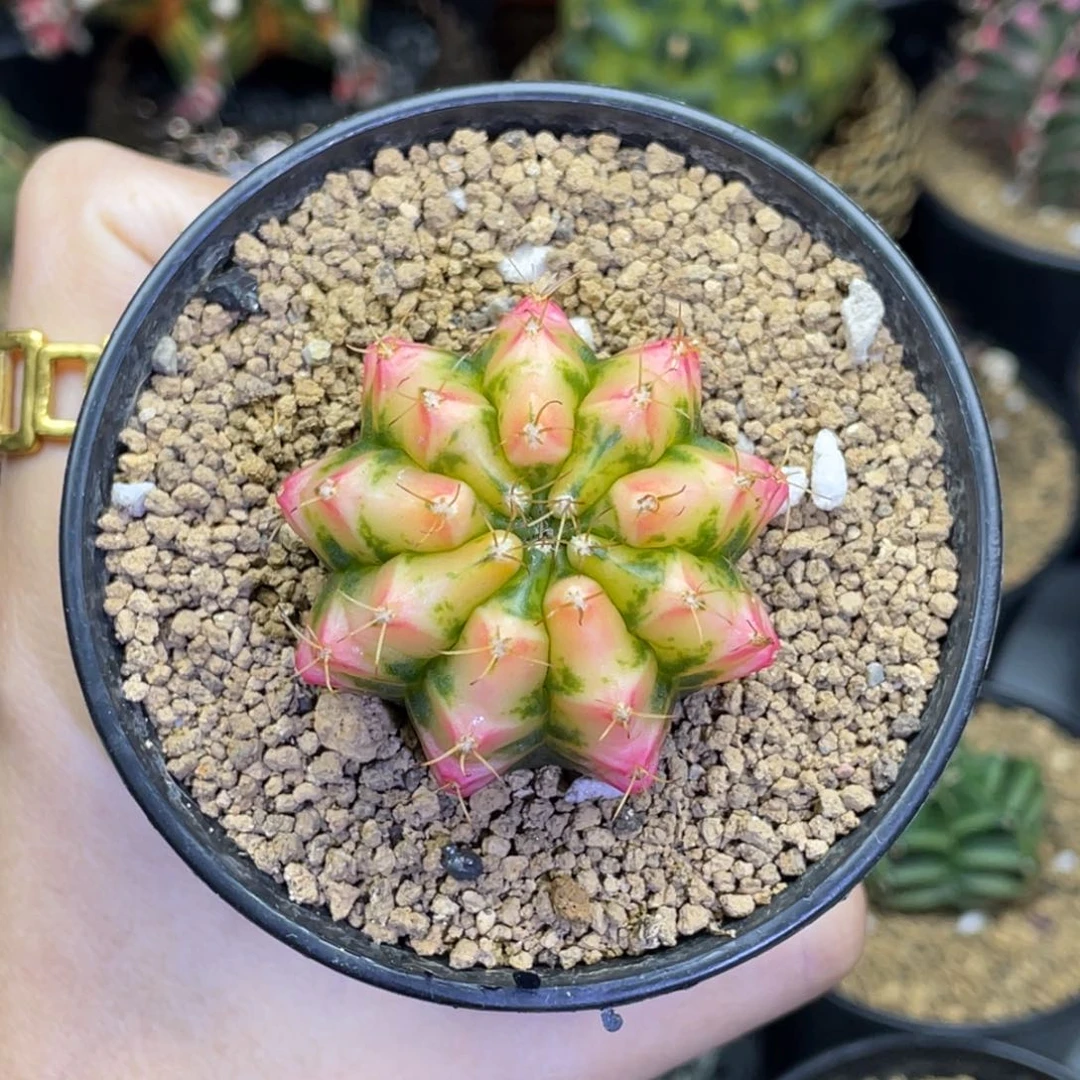 米哈星球0000000280