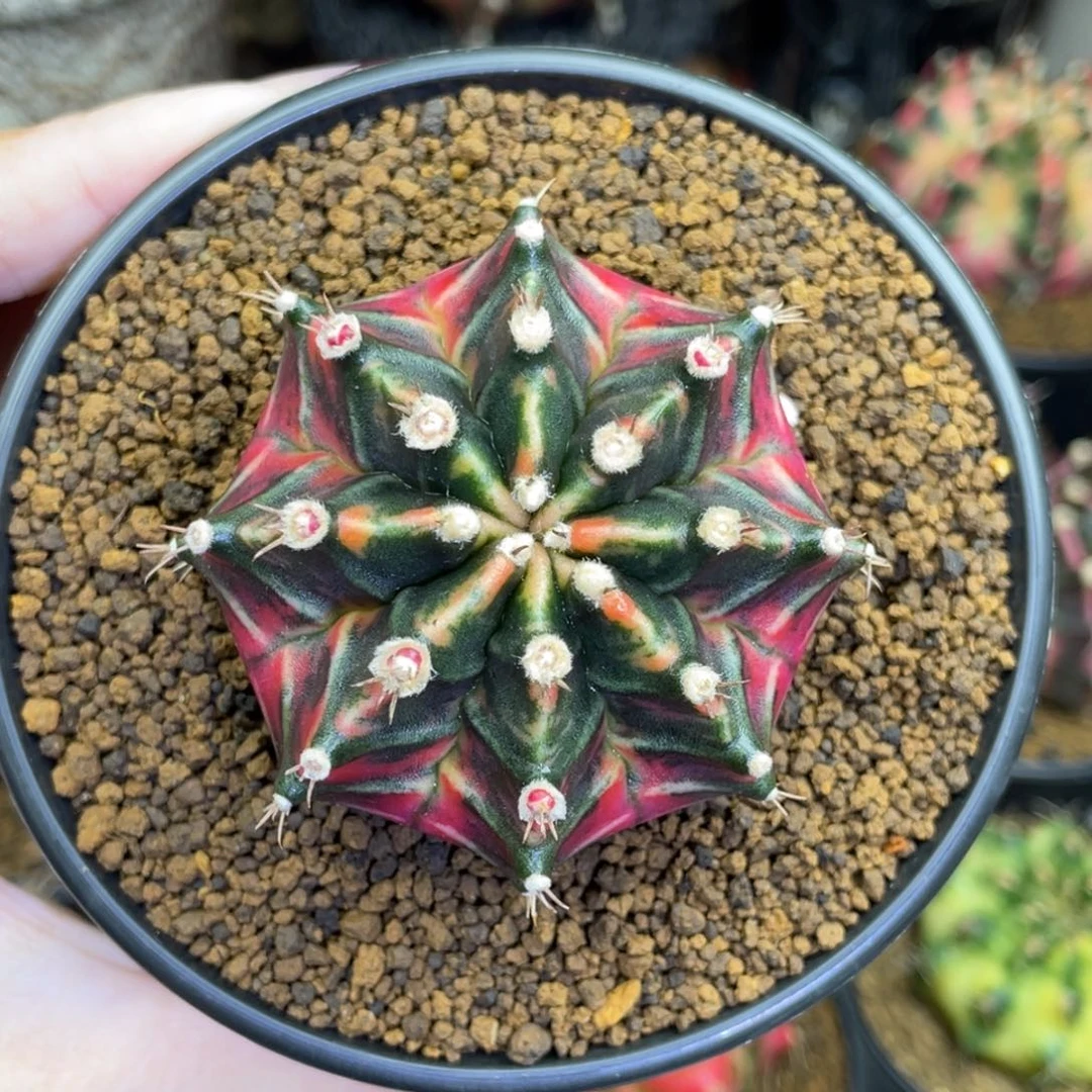 米哈星球000000 4800