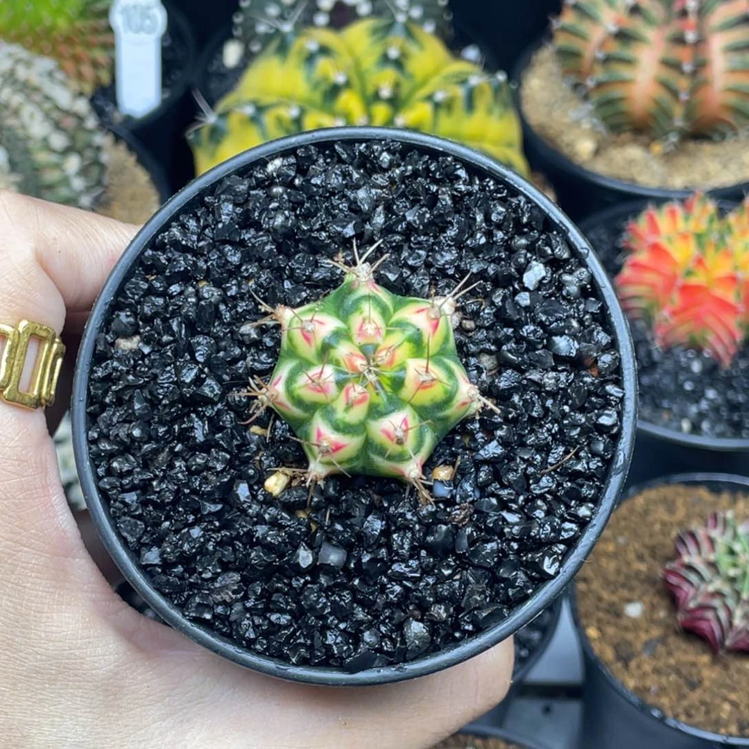 米哈星球00000000280