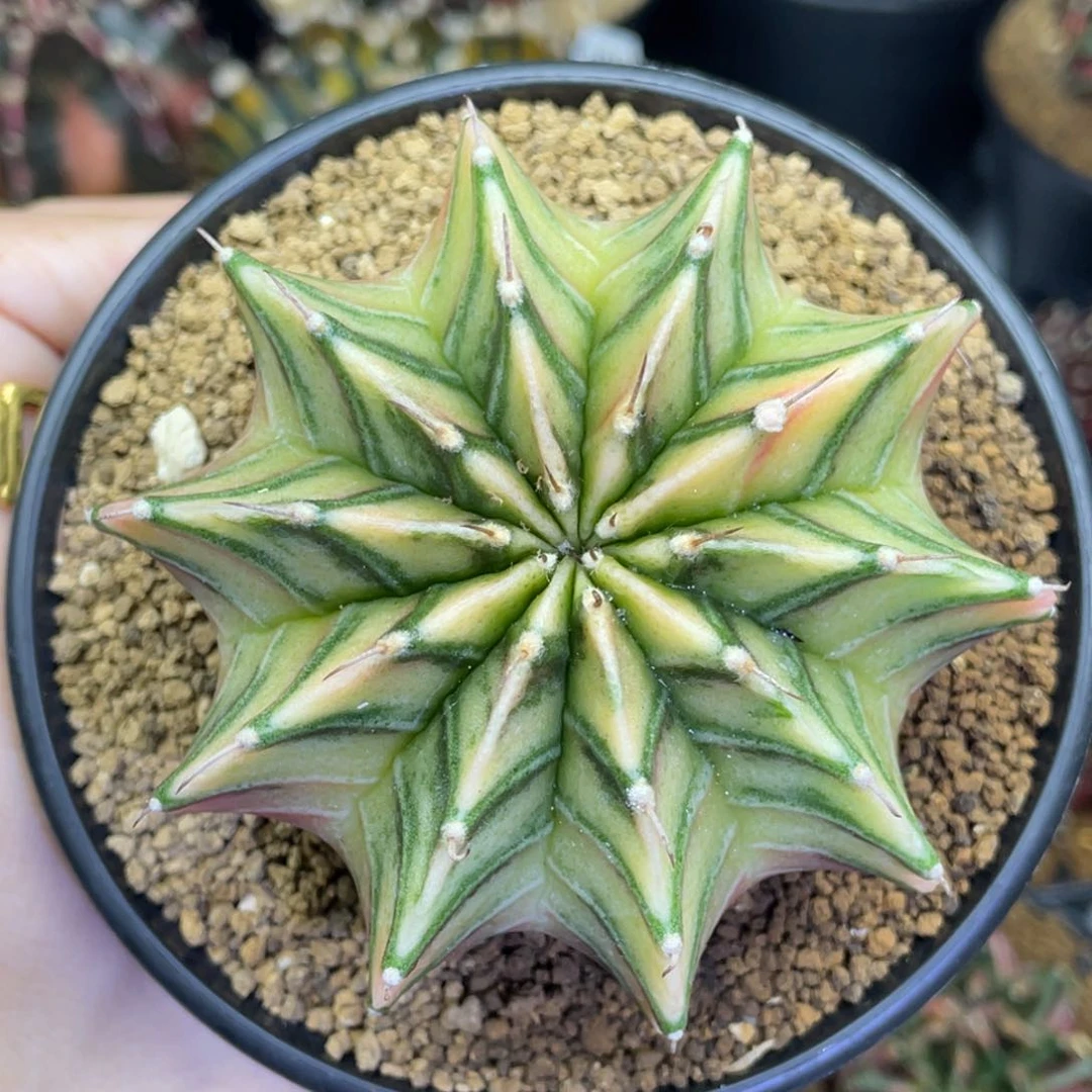 米哈星球00000001280