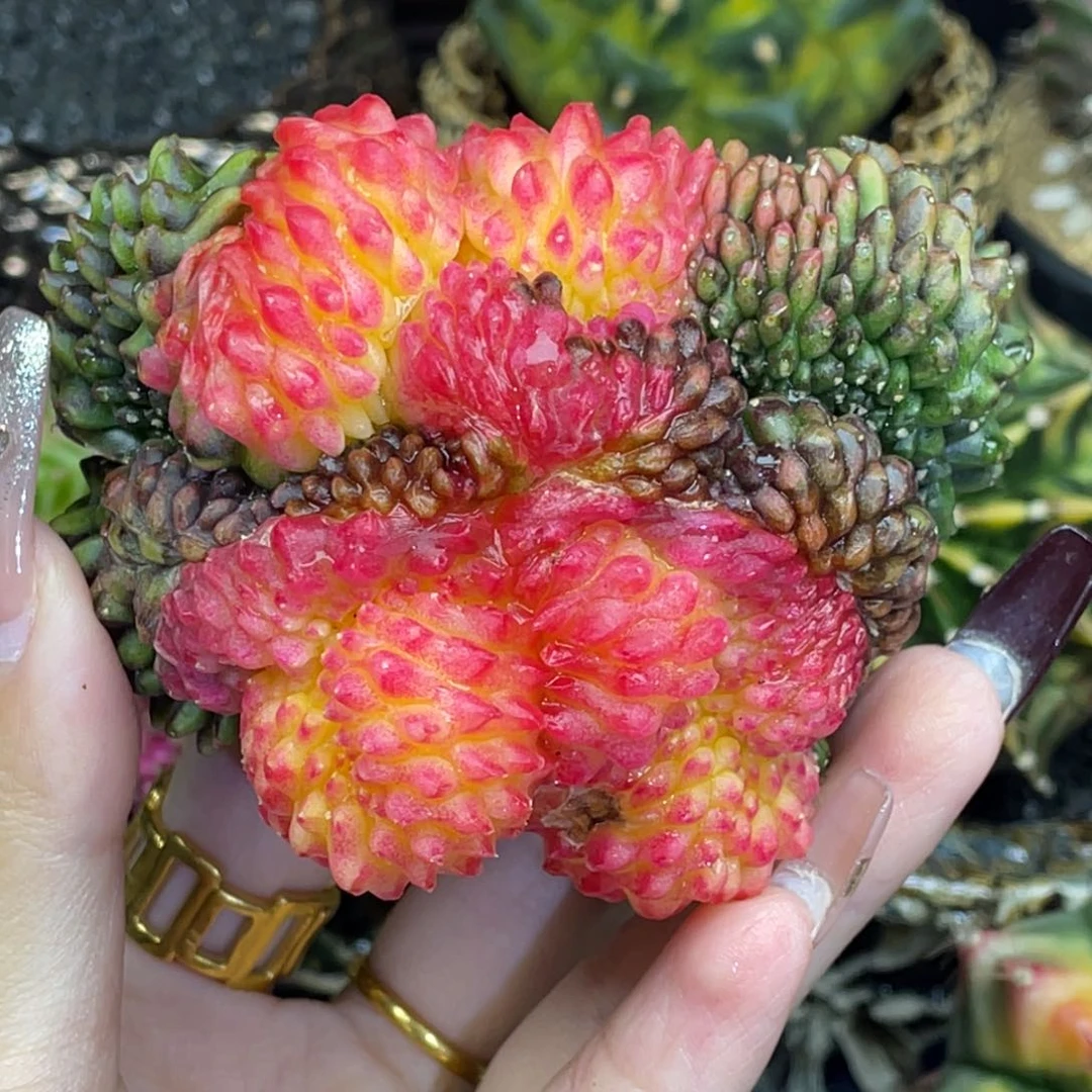 龙貘缀锦00000000002800