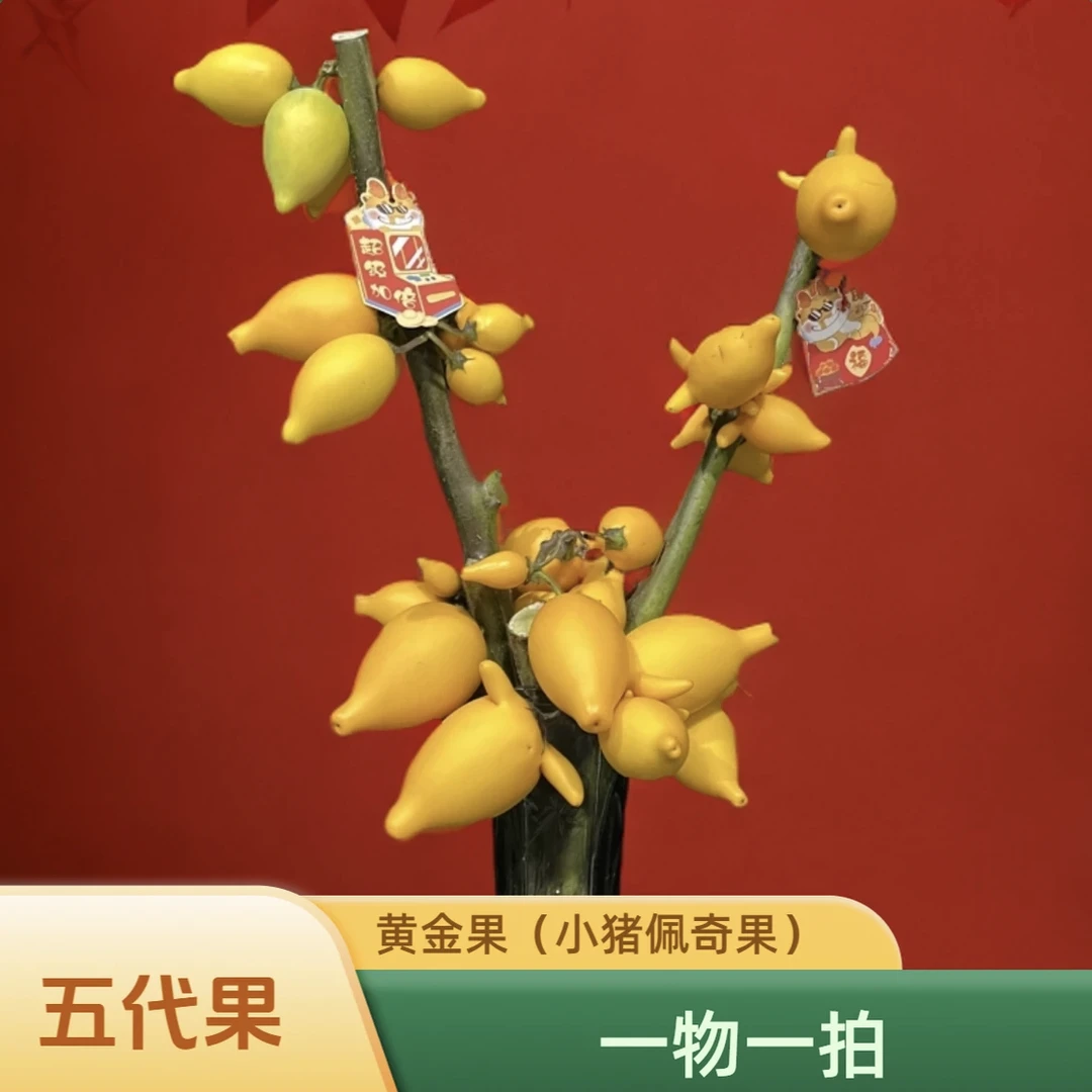 一物一拍 【五代果】金玉满堂 居家装饰干插 花期超长