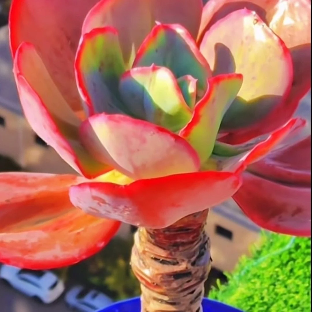 瑞蝶老桩多肉植物高贵冷艳时尚蓝色系肉肉精品稀有贵货