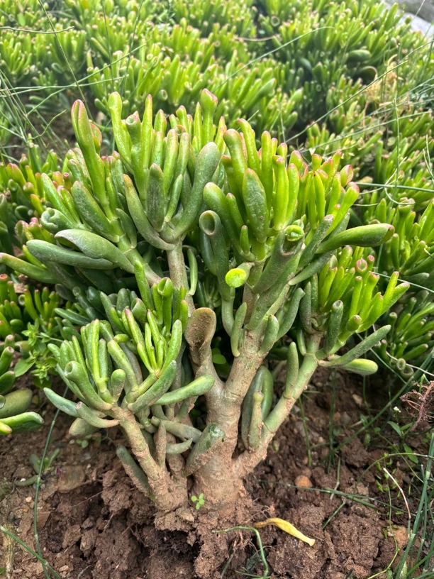 吸财树老桩多肉植物好看好养玉树多肉植物老桩室内外玉树