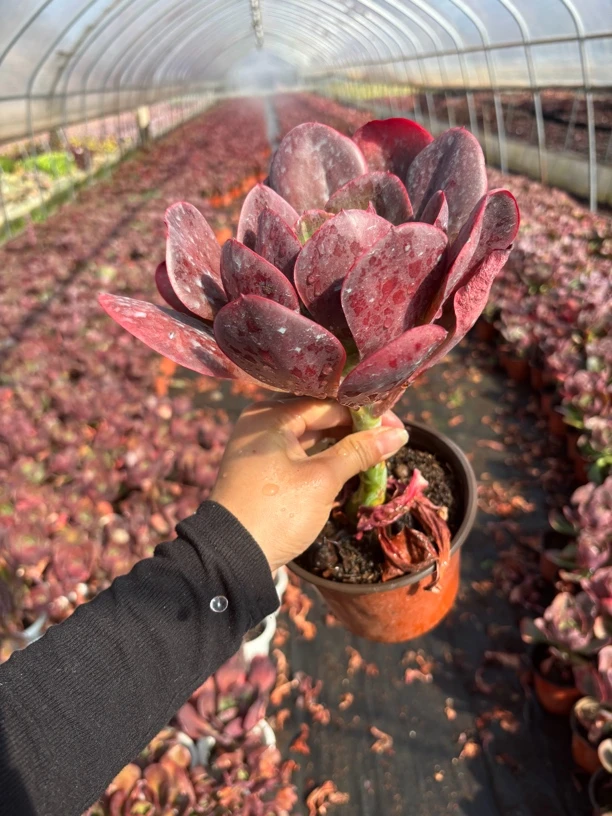 多肉植物老桩大唐玫瑰唐印老桩新手好养室内外好看年宵花