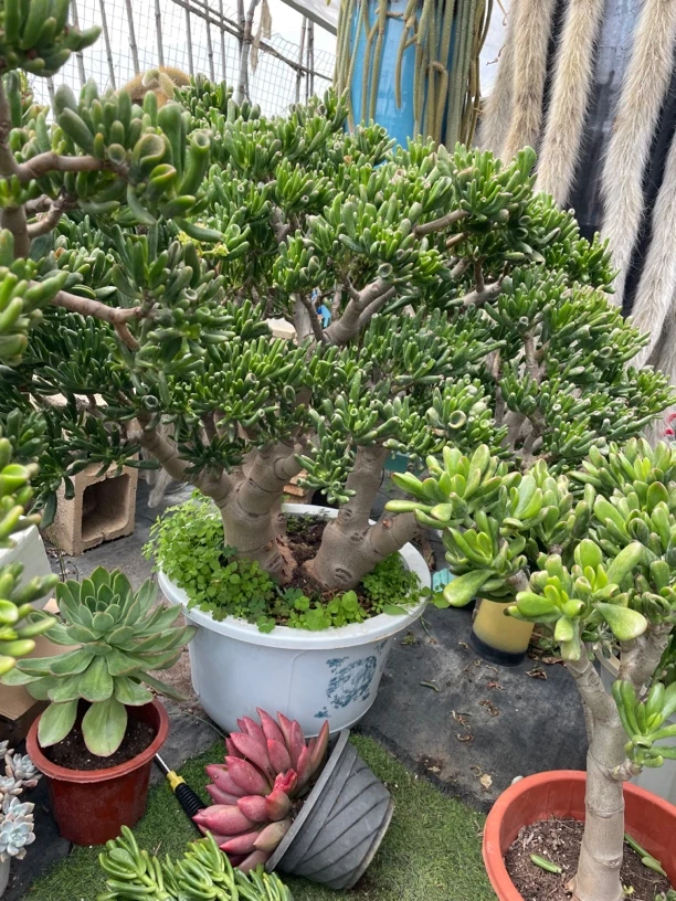 老桩多肉吸财树盆栽超大颗多肉绿植花卉新手好养易活露天大型绿植