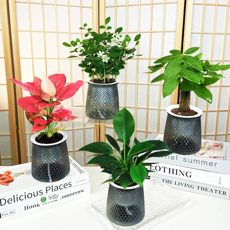 【买三送一】吉利红 金钻 发财树 九里香可开花 绿植物桌面美观叶