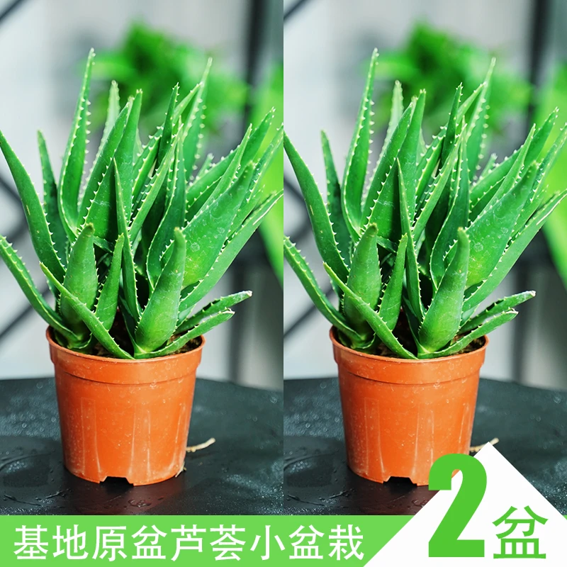 芦荟盆栽种植基地直发室内外除甲醛植物办公桌四季好养小盆载养护