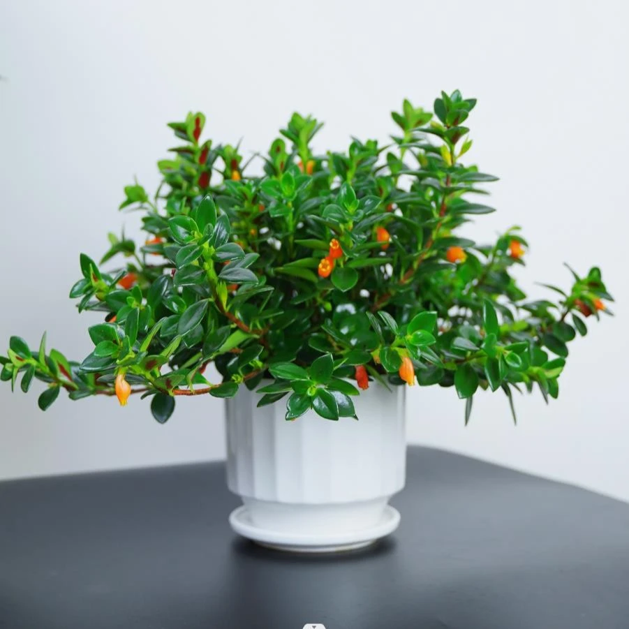 【双旦专属】金鱼吊兰金鱼花室内外绿植花卉陶瓷花盆基地直发吊兰