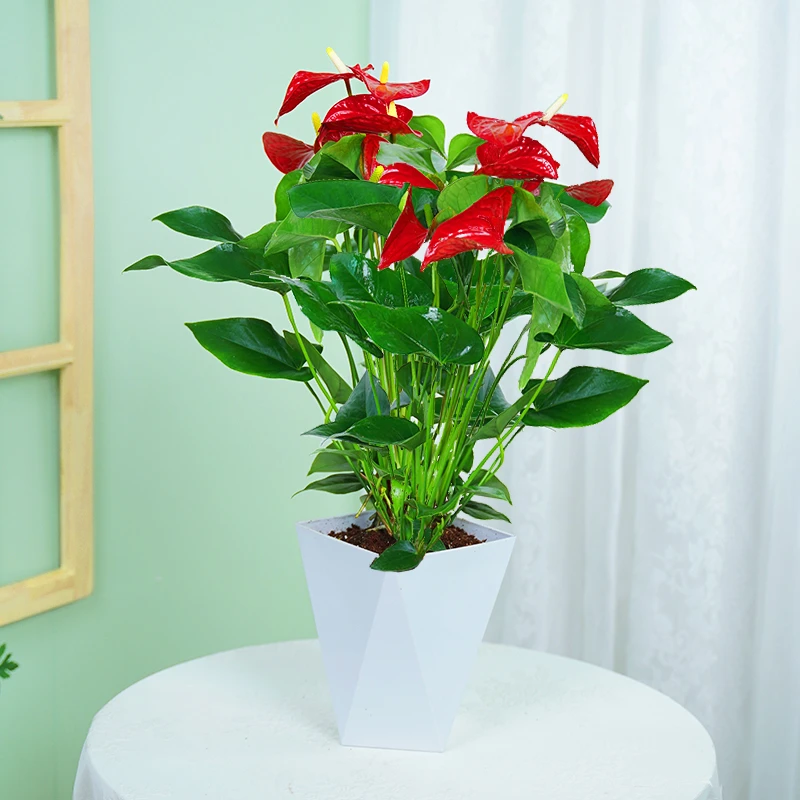 特级红掌盆栽一帆风顺花卉植物室内绿植鸿运当头白掌水培四季开花
