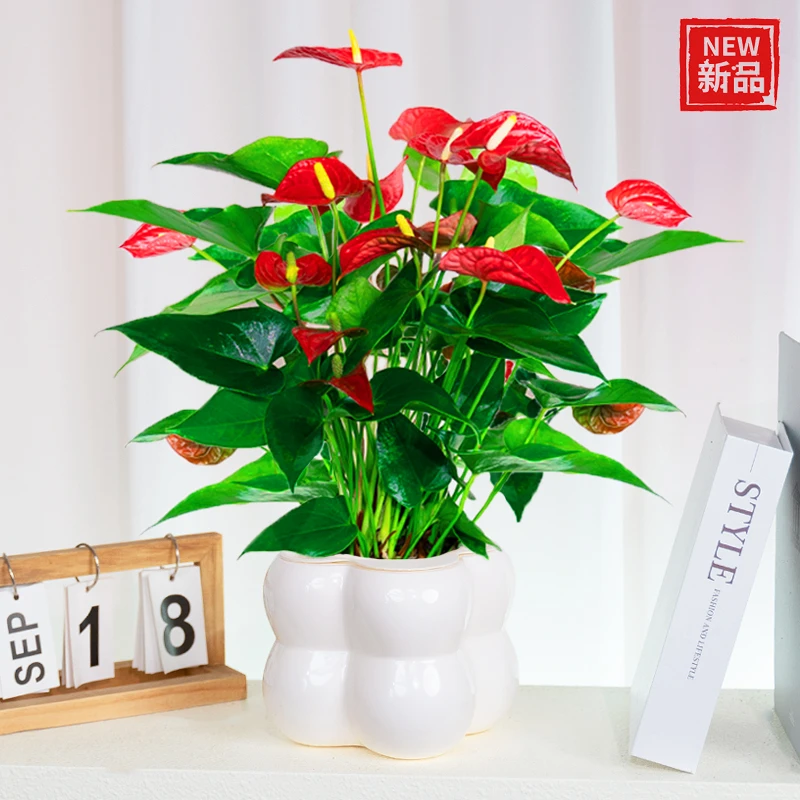 【带花发货】红掌盆栽室内卧室办公绿植花卉好养大盆植物四季开花