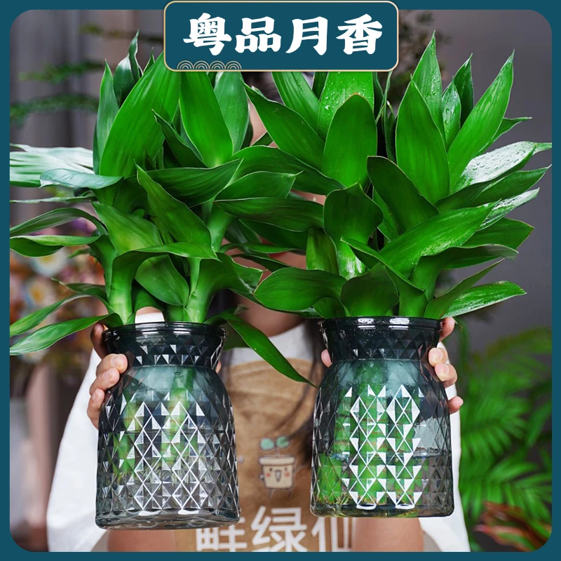 观音竹富贵竹水培绿植基地发货办公盆栽客厅花卉绿植庭院栽培养护