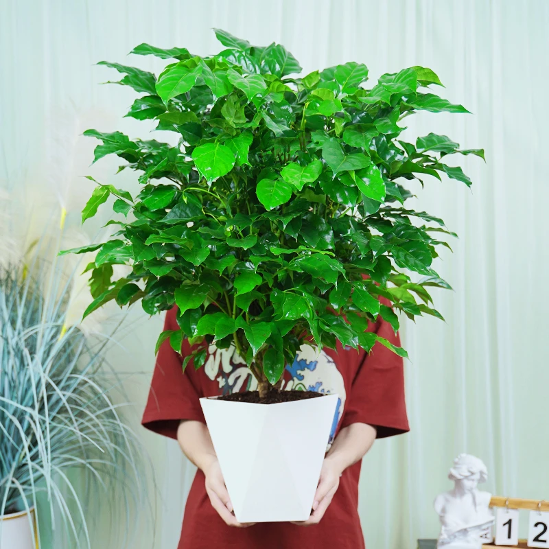 大型盆景幸福树老桩丛生绿植盆栽绿宝四季常绿净化空气