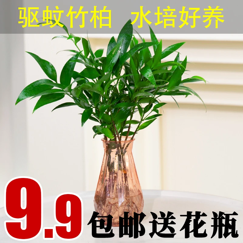 竹柏室内驱蚊植物盆栽平安竹清香绿植驱虫净化空气好养长寿竹树苗
