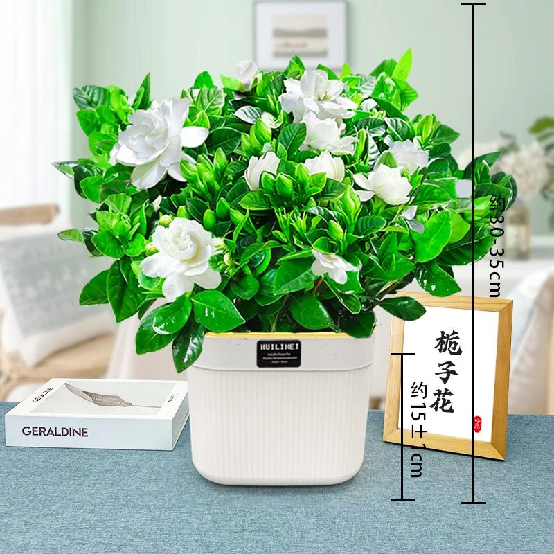 栀子花盆栽花卉植物室内带花苞大树苗四季办公室好养浓香型开花
