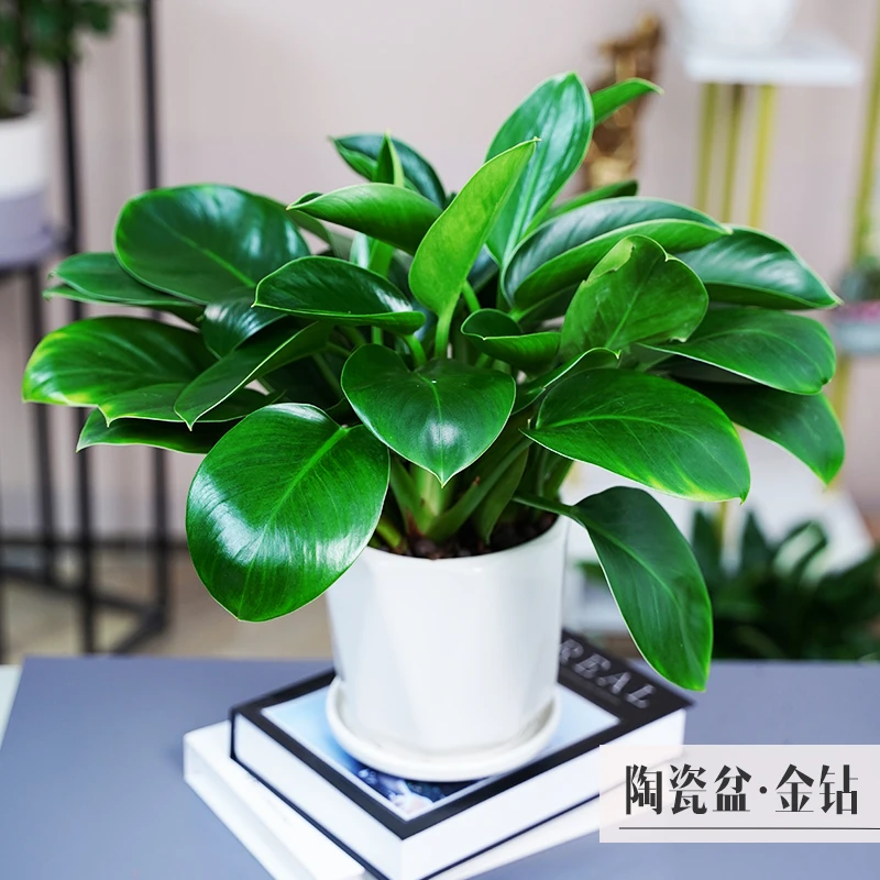 金钻绿公主盆栽植物水培绿植万年青花卉多肉办公室内吸除甲醛好P