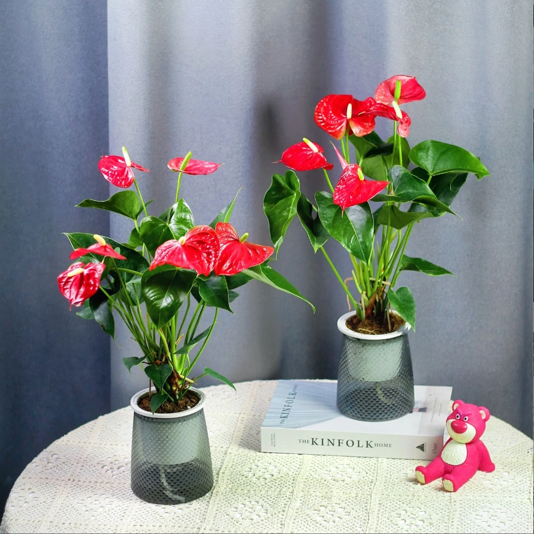 买一送一红掌鸿运当头四季开花植物室内室外水培土培花卉网红ys