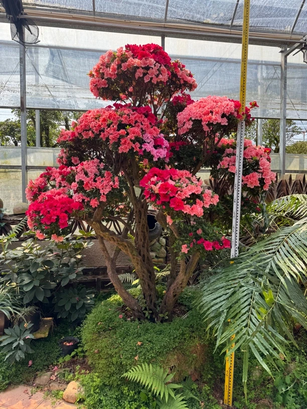 紫花杜鹃花老桩嫁接丹东红耐寒耐热别墅庭院