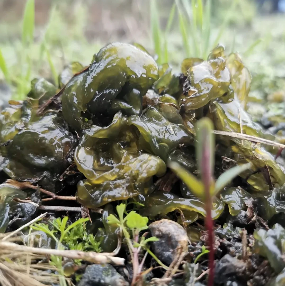 农户家地皮菜免洗地皮菜地耳地钱菜