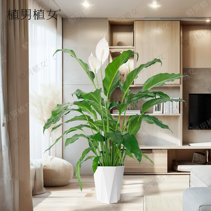植男植女一物一拍白掌一帆风顺懒人四季室内盆栽绿植客厅花卉好养