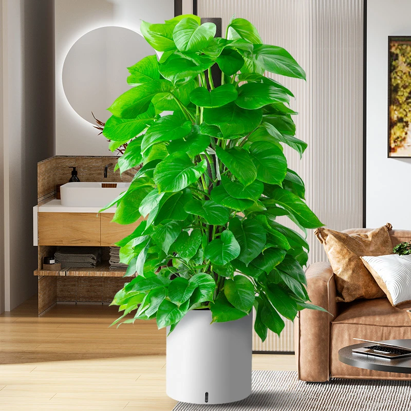 除甲醛大叶绿萝柱盆栽大型植物客厅办公室绿植净化空气移盆发货