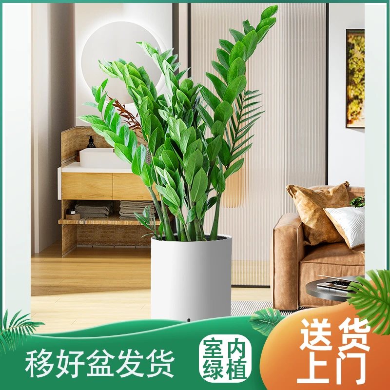 金钱树盆栽四季常青室内客厅卧室好养植物净化空气清新观叶绿植