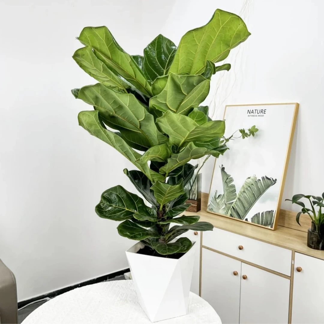 植男植女超品琴叶榕盆栽室内绿植简约北欧植物客厅书房琴房北欧风