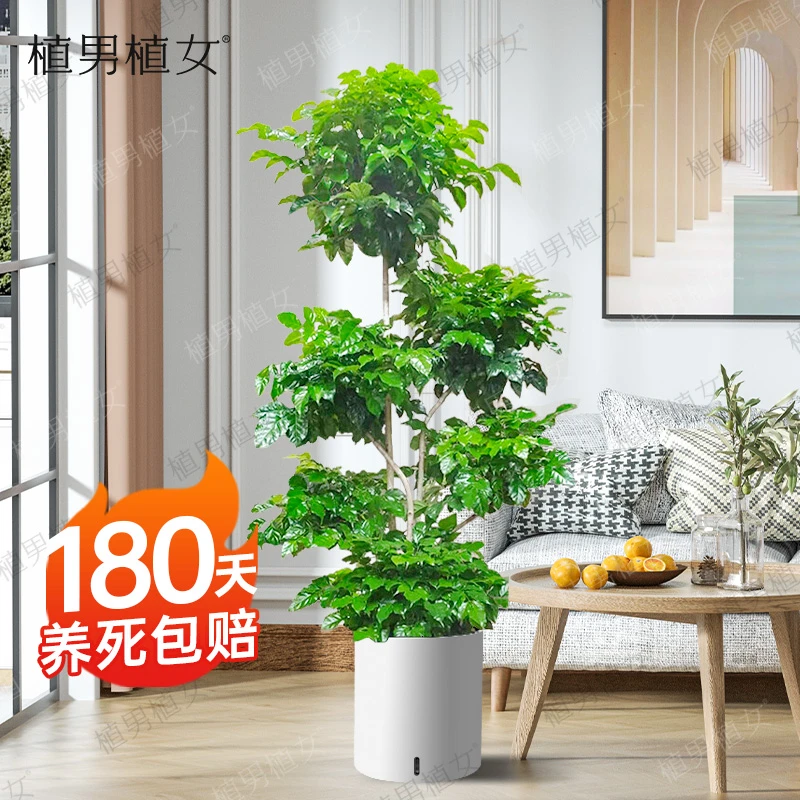 植男植女多层超品绿宝树客厅户外绿植吸甲醛幸福树新鲜大型简单