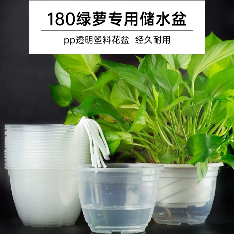 绿萝盆栽室内净化空气吸甲醛吸水懒人盆水培植物绿萝批发绿植寓意