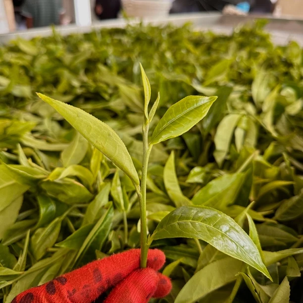 南糯山半坡老寨（66号茶农）2024年 谷花茶  古树单株（版纳茶区）