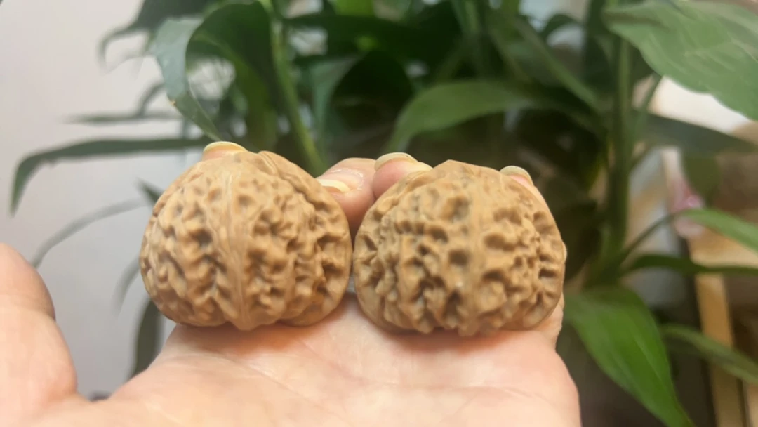 深山老树肉球狮子头