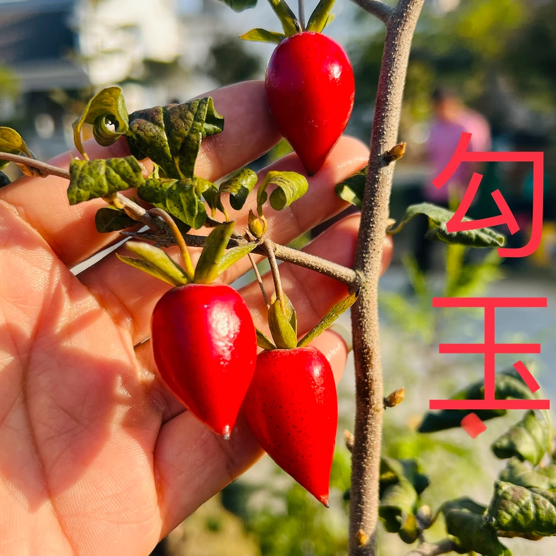 小燕子老鸦盆景园（8--98)链接