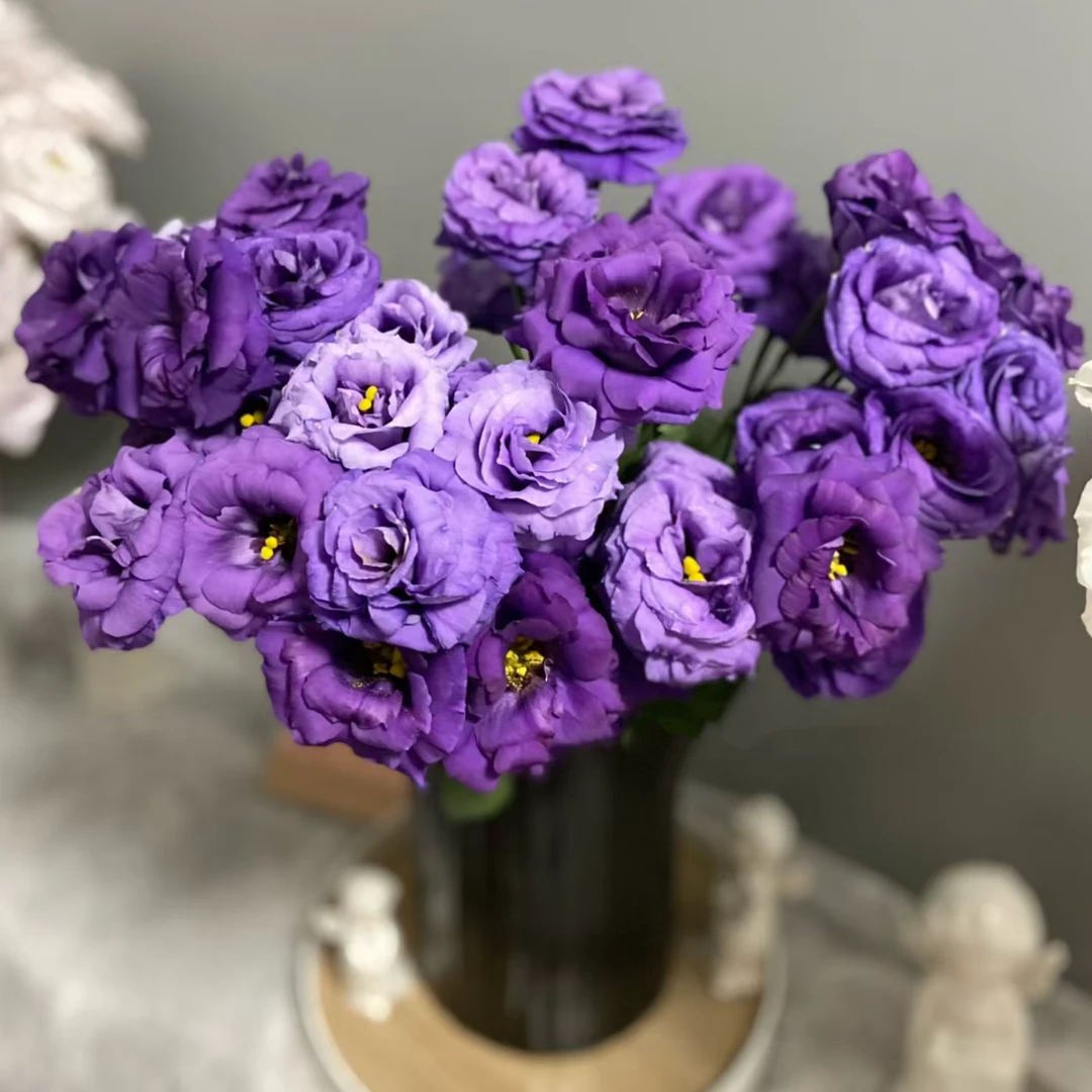 【杨鹏鲜花】暗夜紫洋桔梗 云南鲜花包邮