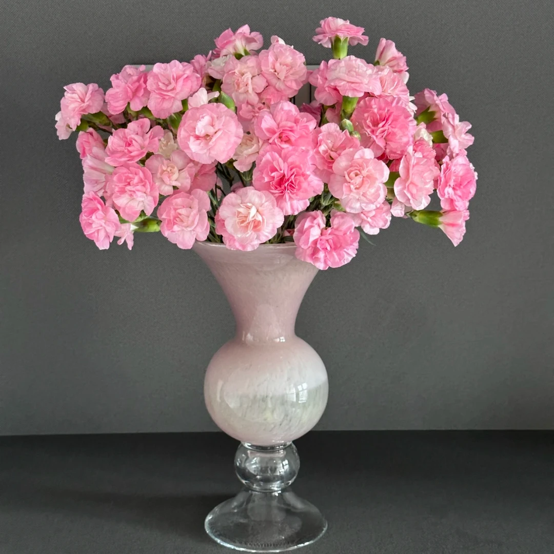【杨鹏鲜花】珍珠粉 多丁 多头康乃馨 云南鲜花包邮