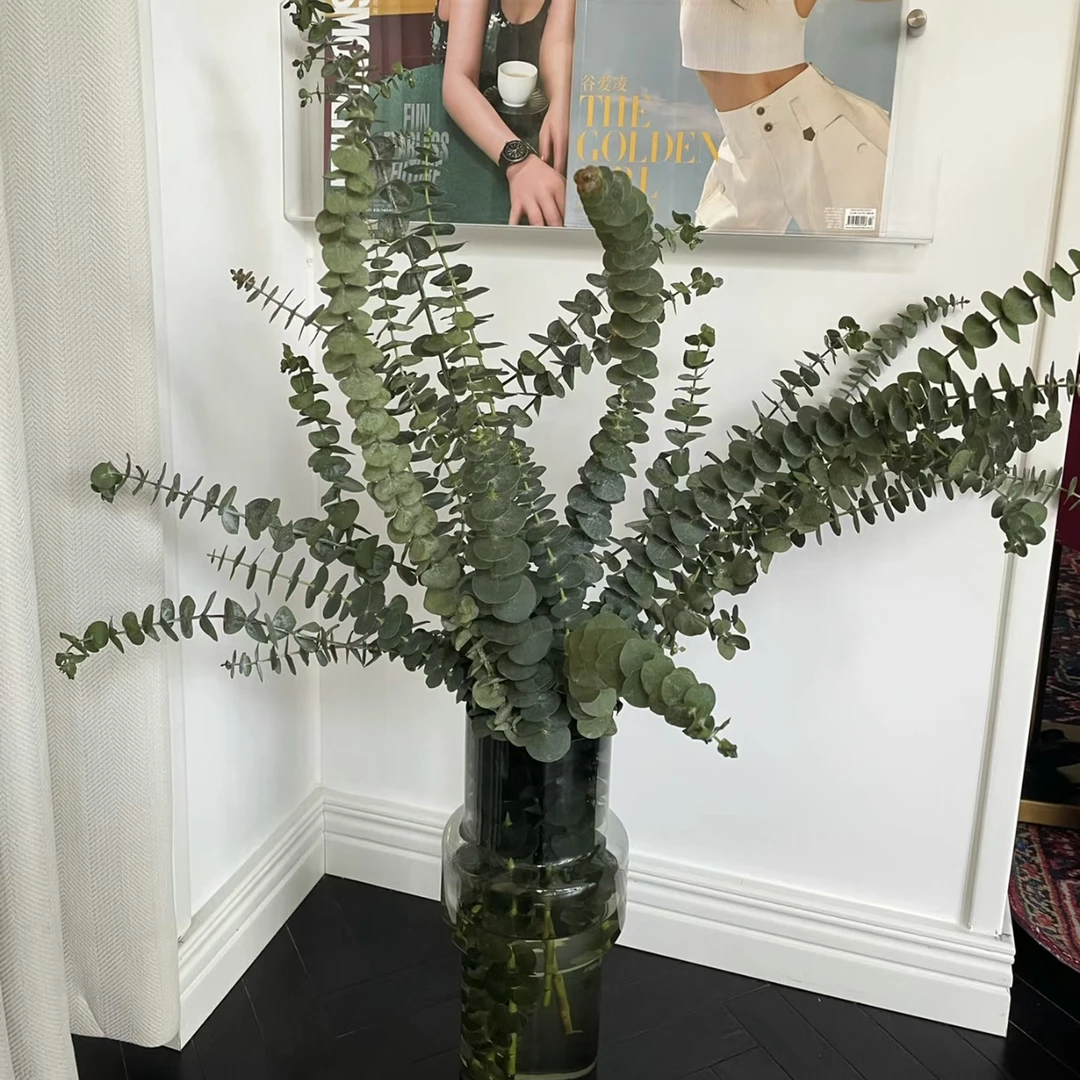 【杨鹏鲜花】尤加利叶 澳大利亚国树气味芳香 百搭配叶云南鲜花包邮