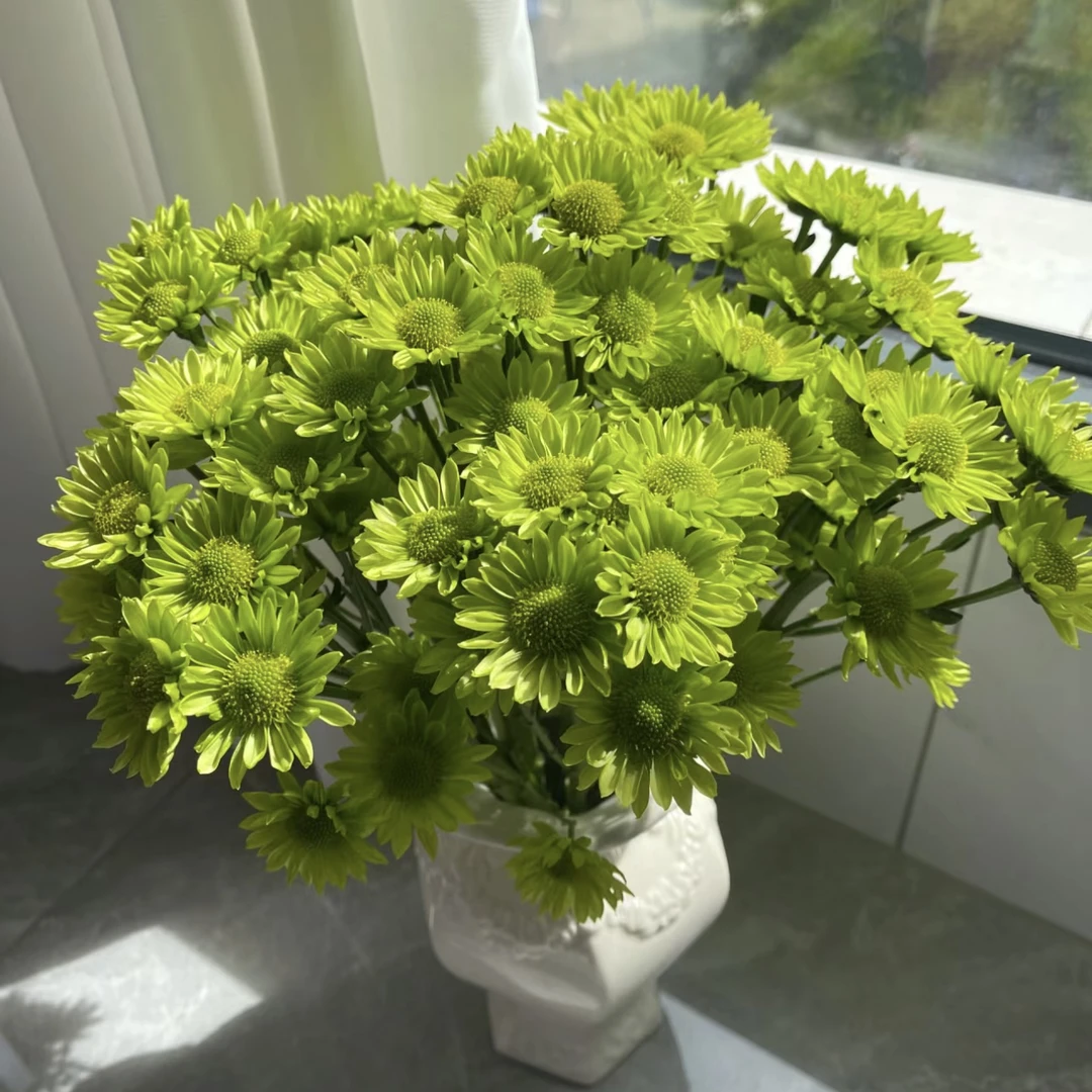 【杨鹏鲜花】绿精灵 小菊 超长待机 云南鲜花包邮