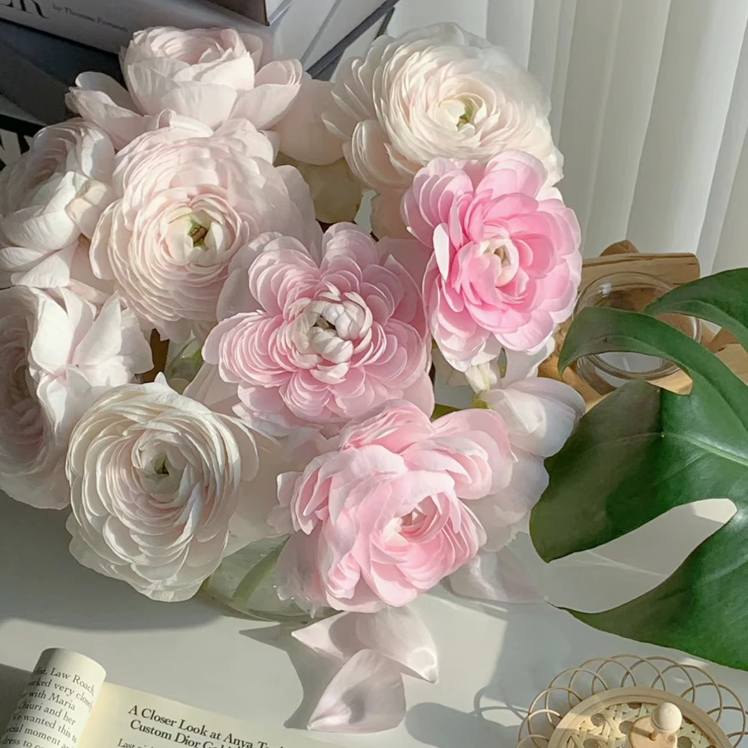 【杨鹏鲜花】荷花洋牡丹 云南鲜花包邮生花苞发货（带纸壳醒花）