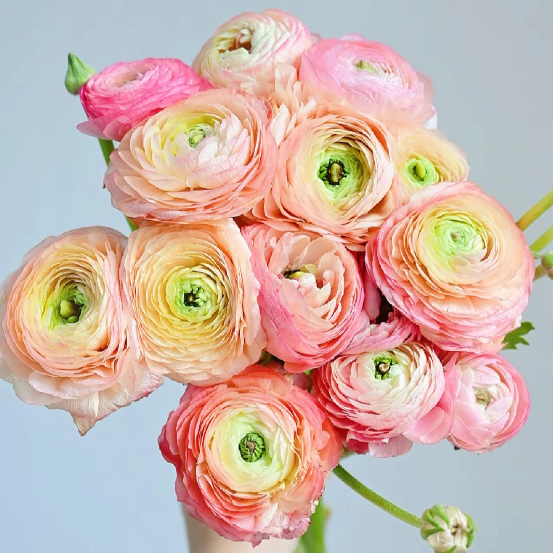 【杨鹏鲜花】宝莲灯 洋牡丹 云南鲜包邮（带纸壳醒花）