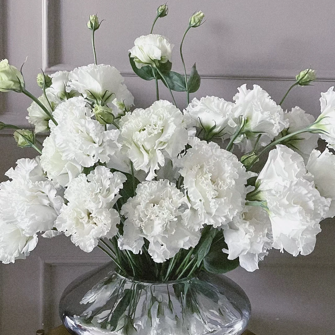 【杨鹏鲜花】波浪婚纱白 重瓣卷边洋桔梗 花中白月光 云南鲜花