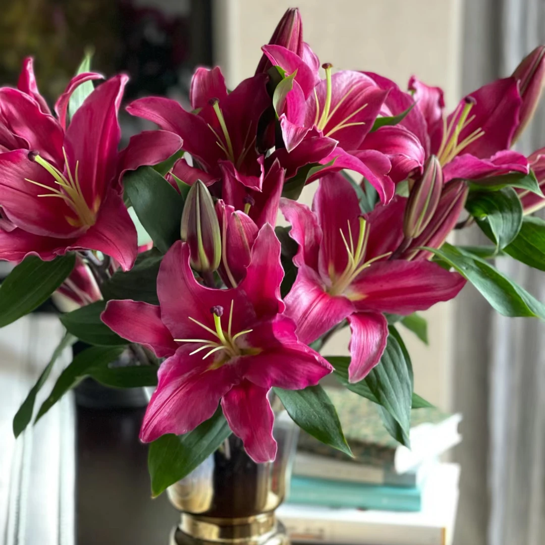【杨鹏鲜花】紫帝 香水百合 云南鲜花包邮