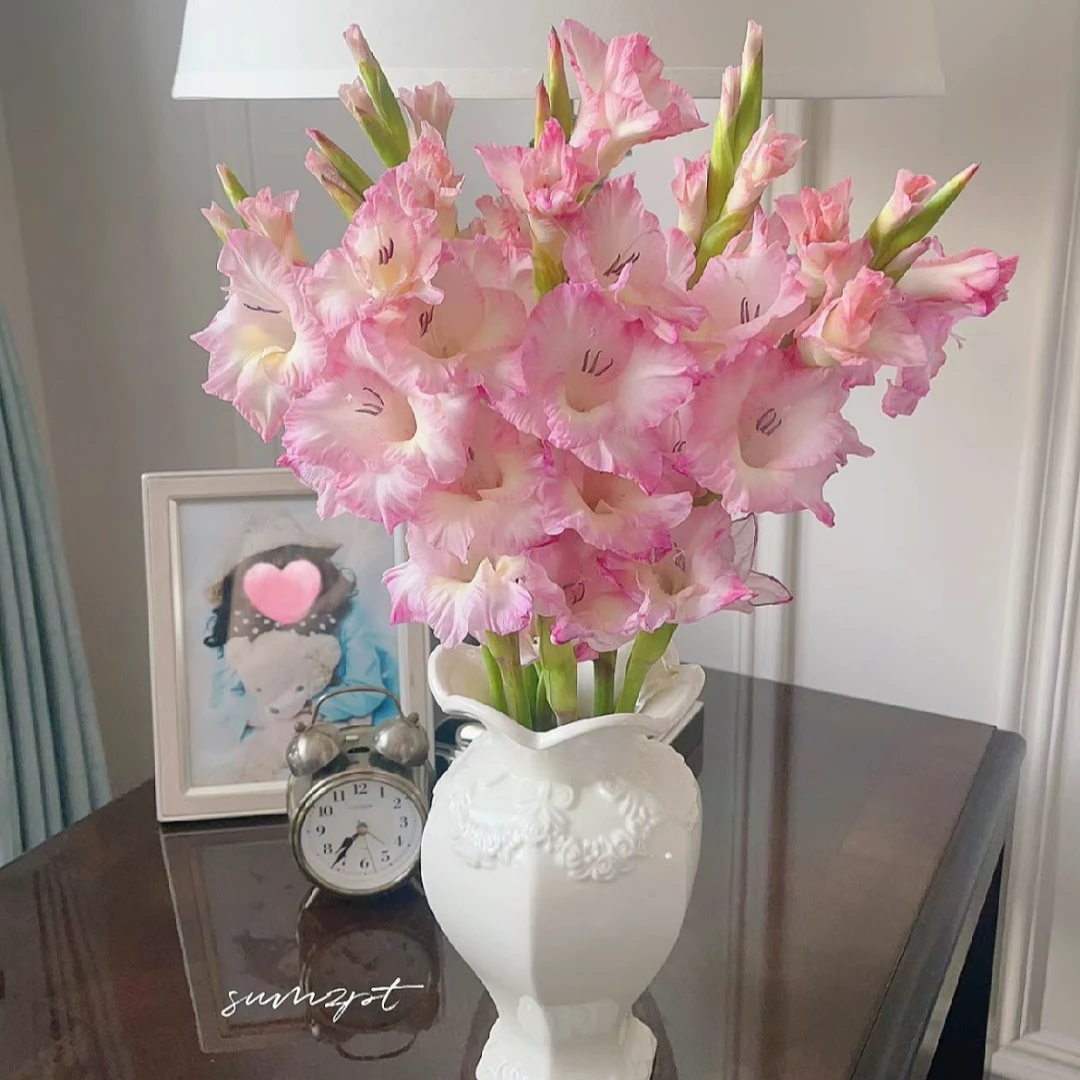 【杨鹏鲜花】花边剑兰 云南鲜花包邮