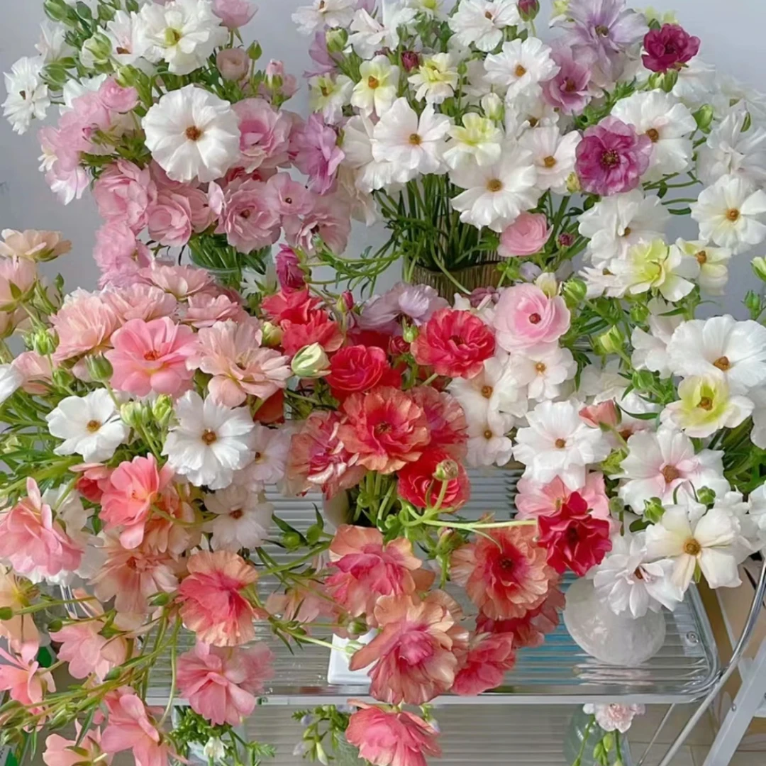 【杨鹏鲜花】不挑色蝴蝶洋牡丹云南鲜花包邮（带包装醒花）