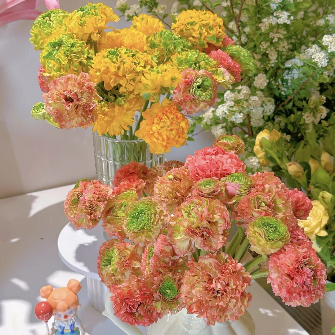 【杨鹏鲜花】不挑色锦鲤洋牡丹 云南鲜花包邮