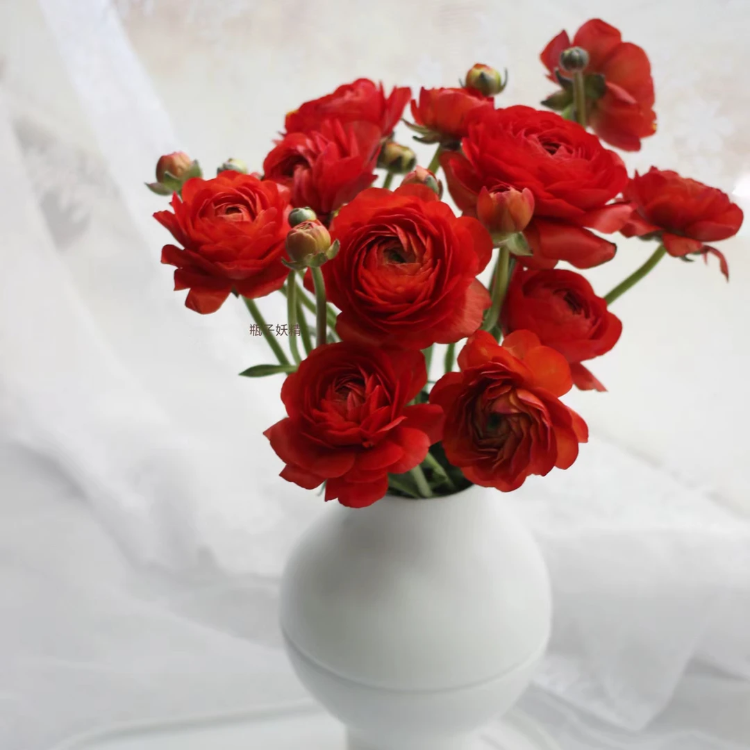 【杨鹏鲜花】红色洋牡丹（养护找客服不保水生花苞发货）