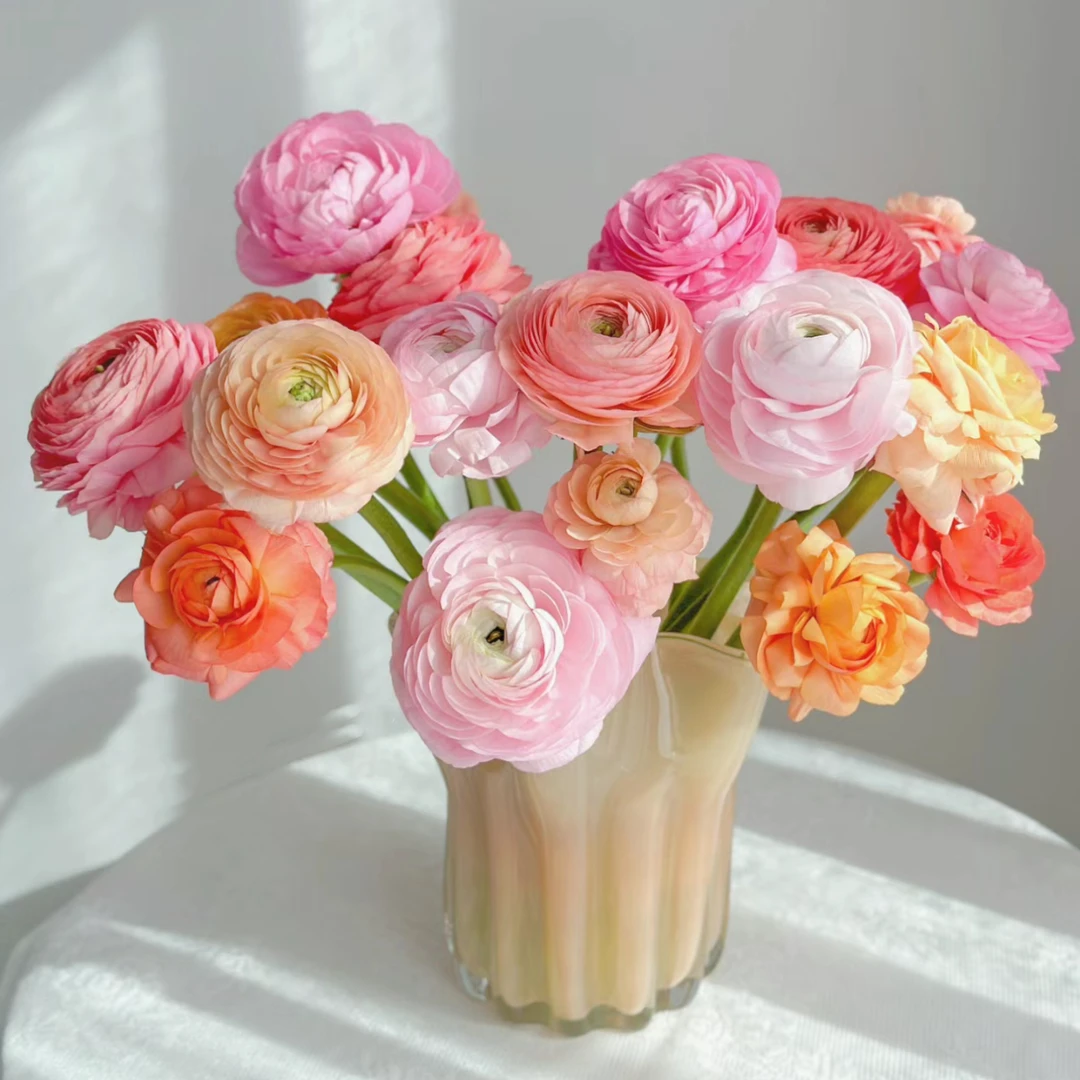 【杨鹏鲜花】不挑色洋牡丹 云南鲜花包邮