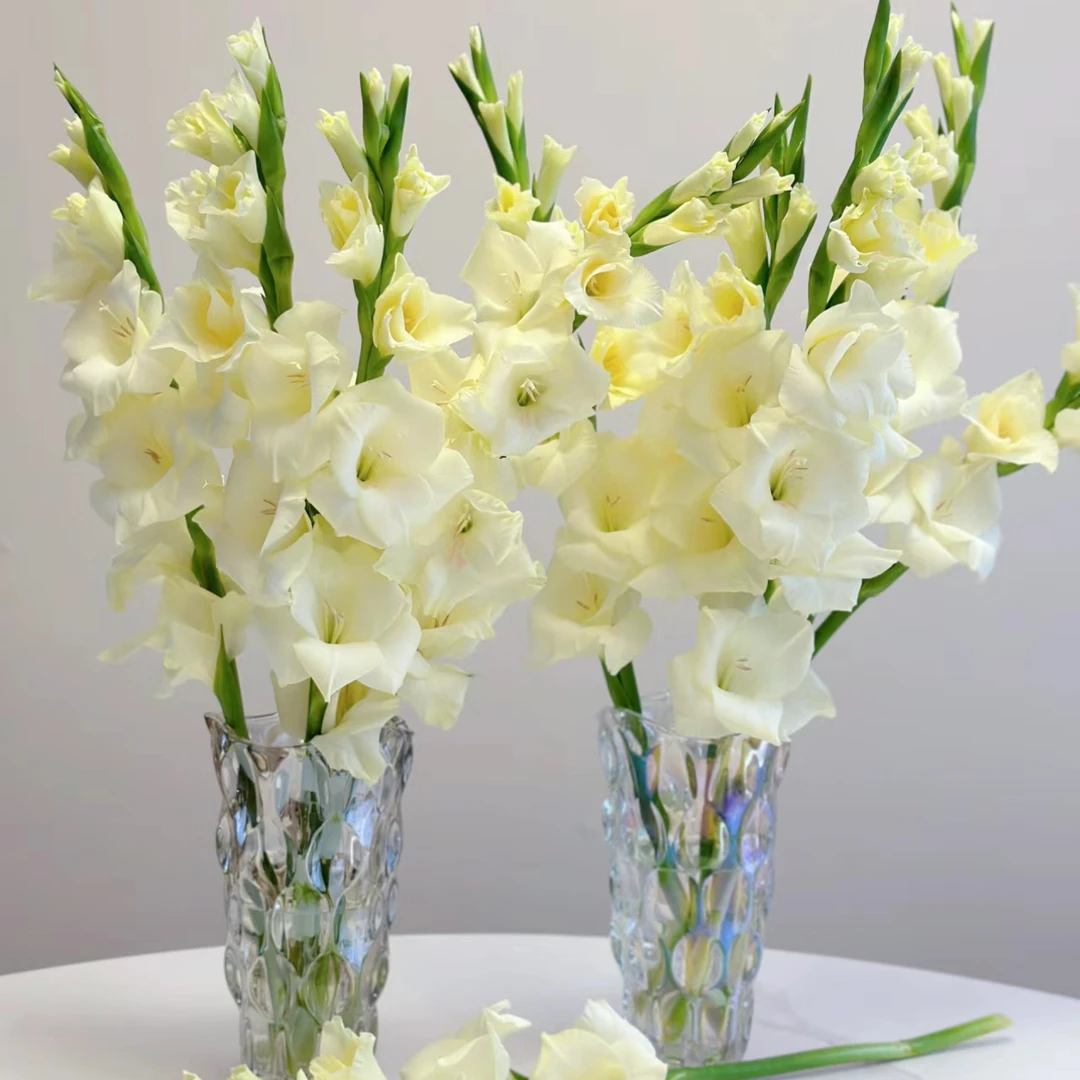 【杨鹏鲜花】香草冰淇淋剑兰 云南鲜花包邮