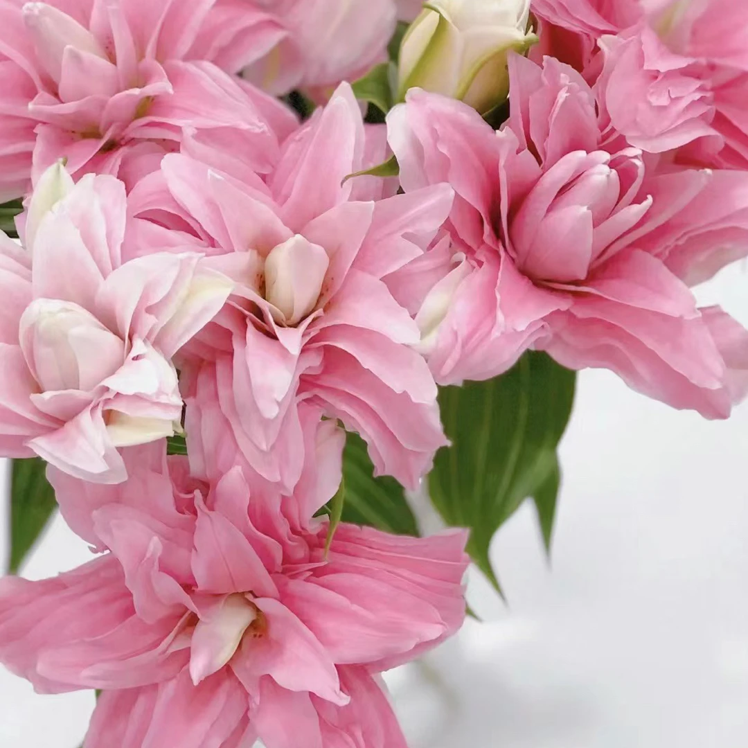 【杨鹏鲜花】戴安娜 重瓣香水百合 云南鲜花包邮