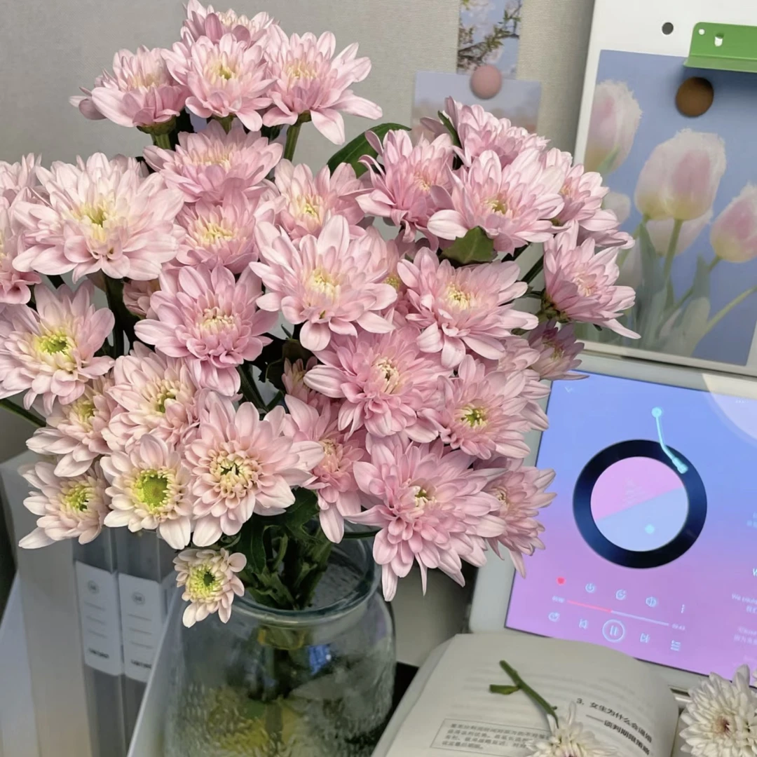 【杨鹏鲜花】汉城粉 小菊 超长待机 云南鲜花包邮