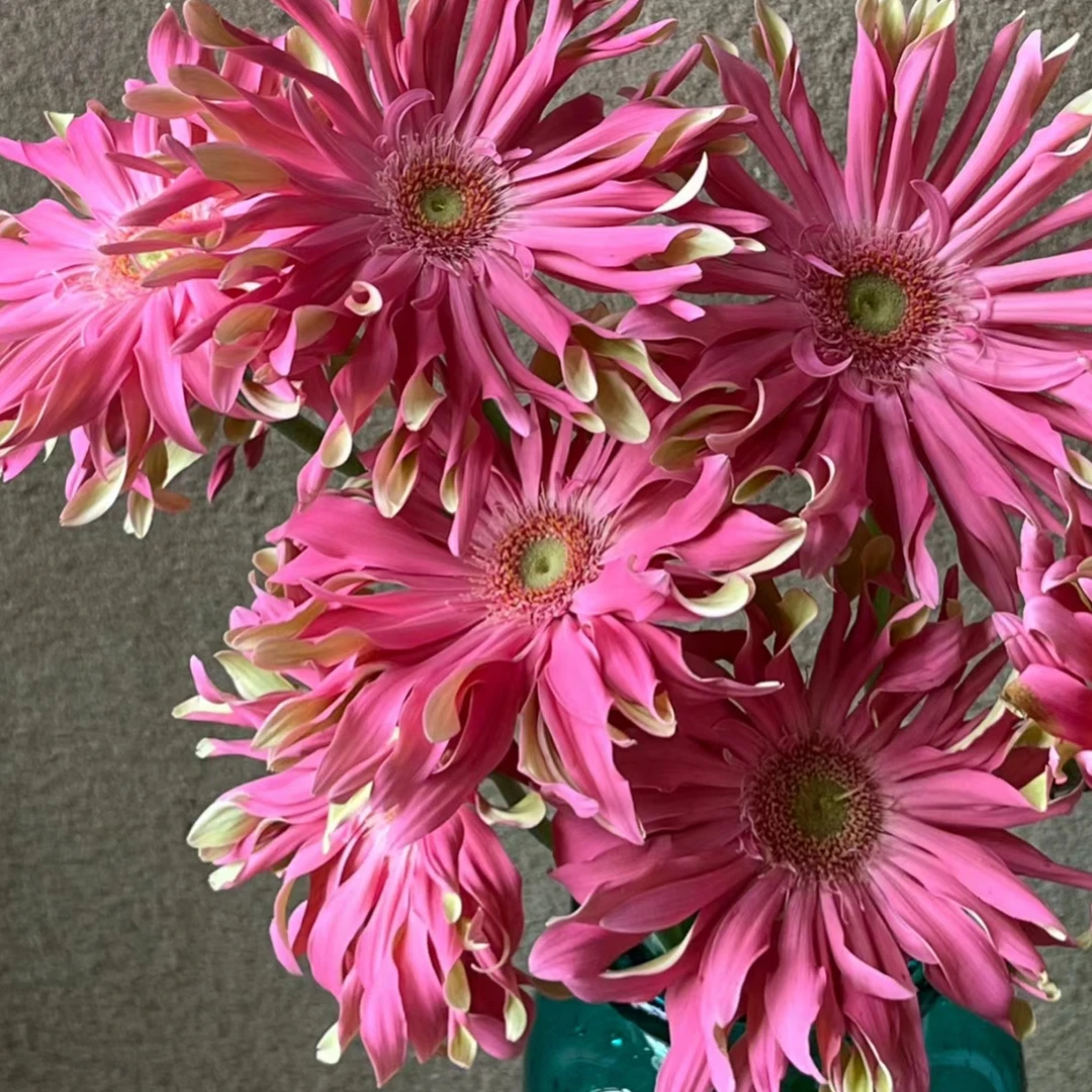 【杨鹏鲜花】北海道 卷边弗朗 非洲菊 云南鲜花包邮