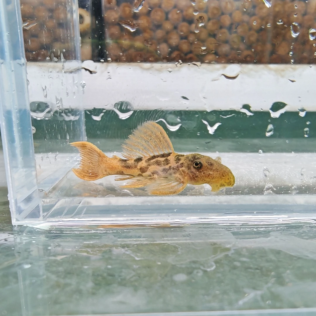 南美异型鱼拍单付款专区（活体观赏鱼发货）